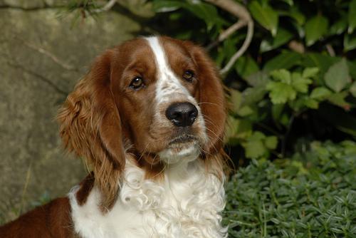 Best Pet Insurance Companies: 2026 Comparison - Happy pet enjoying best products