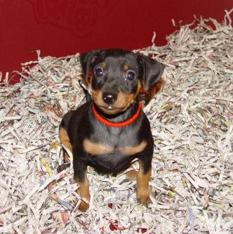 Best Puppy Food: Growth & Development Nutrition Guide - Happy pet enjoying best products