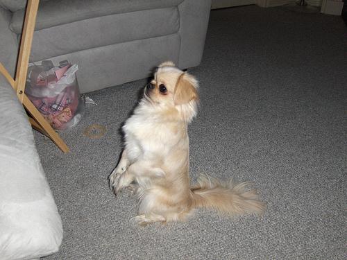 Best Dog Food for Sensitive Stomach - Healthy pet eating quality food