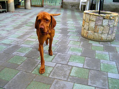 Best Dog Food for Sensitive Stomach - Happy pet enjoying best products