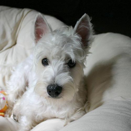 Best Dog Food for Senior Dogs: 2026 Guide - Healthy pet eating quality food