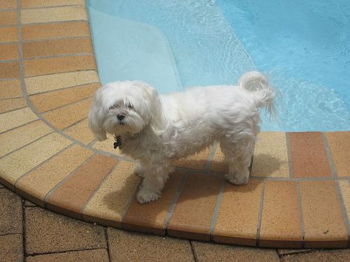 Best Dog Food for Weight Loss: Help Your Pup Slim Down - Healthy pet eating quality food