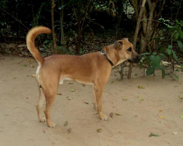 Best Dog Food for Weight Loss: Help Your Pup Slim Down - Happy pet enjoying best products