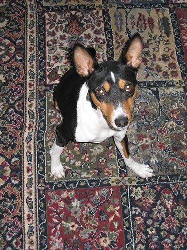 Best Dog Food for Small Breeds - Healthy pet eating quality food