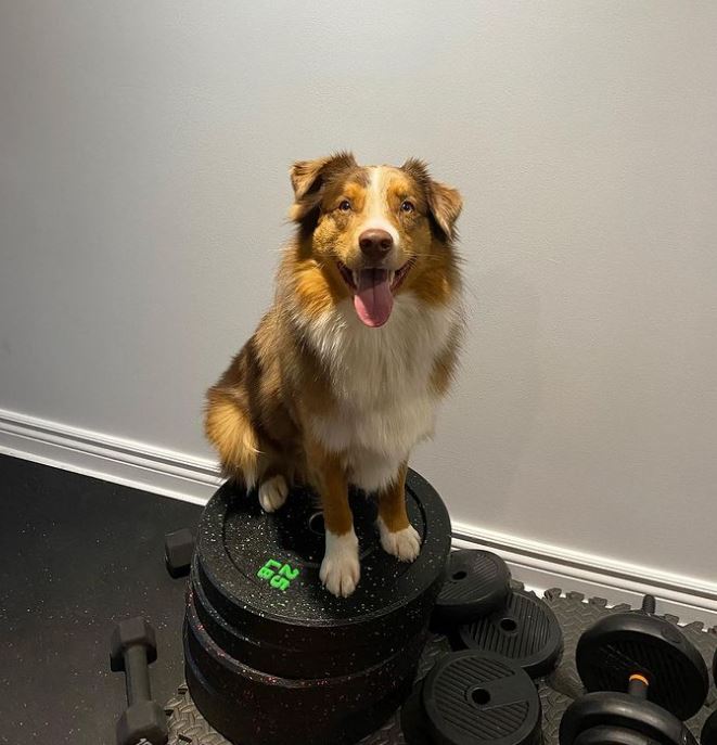 Best Dog Food for Large Breeds - Healthy pet eating quality food