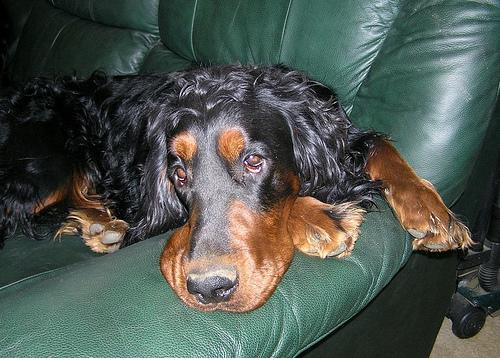 Best Dog Food for Large Breeds - Happy pet enjoying best products