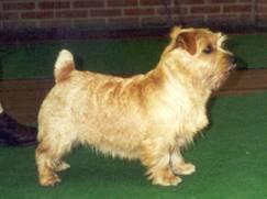 Raw Dog Food Diet: Pros, Cons & Safety Guide - Happy pet enjoying best products