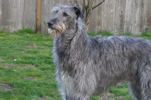 How Much Should I Feed My Dog? Portion Guide - Healthy pet eating quality food