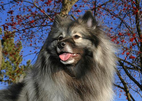 How Much Should I Feed My Dog? Portion Guide - Happy pet enjoying best products