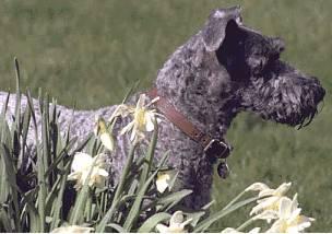 Best Dog Food for Allergies: Limited Ingredient Diets - Happy pet enjoying best products