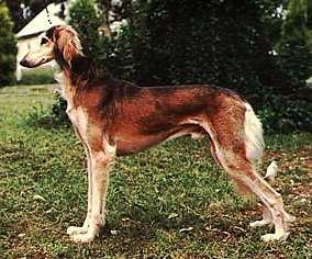 Best Dog Food Brands â€” Honest Ratings for 2026 - Healthy pet eating quality food