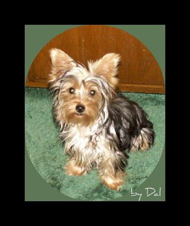 Best Dog Food Brands â€” Honest Ratings for 2026 - Happy pet enjoying best products