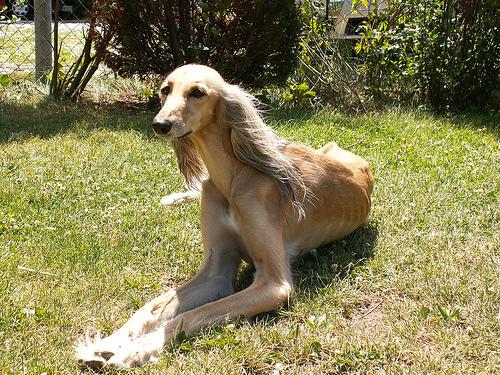 High-Protein Dog Food: Is It Right for Your Pup? - Happy pet enjoying best products