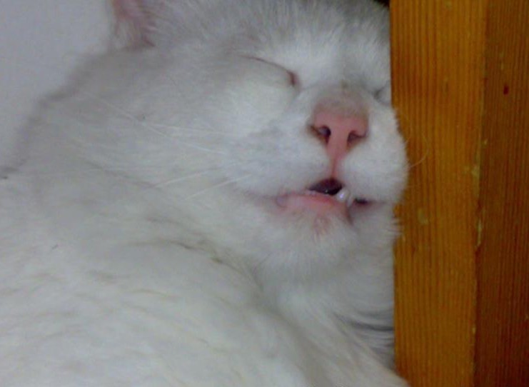 Best Wet Cat Food: Nutrition & Hydration Guide - Healthy pet eating quality food