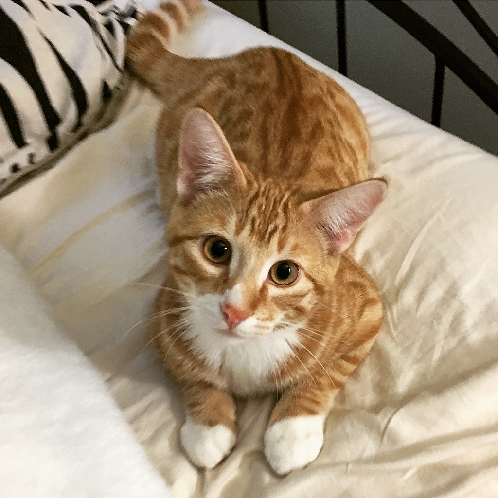 Best Cat Food for Sensitive Stomach - Healthy pet eating quality food