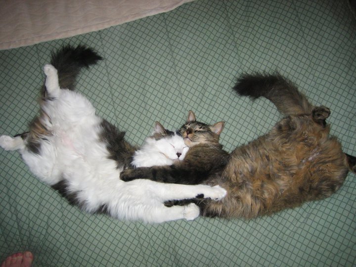 Best Cat Food for Sensitive Stomach - Happy pet enjoying best products