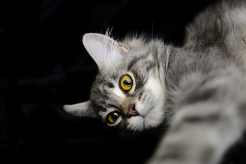 Best Cat Food for Senior Cats - Happy pet enjoying best products