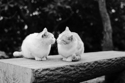 Best Kitten Food: First Year Nutrition Guide - Happy pet enjoying best products