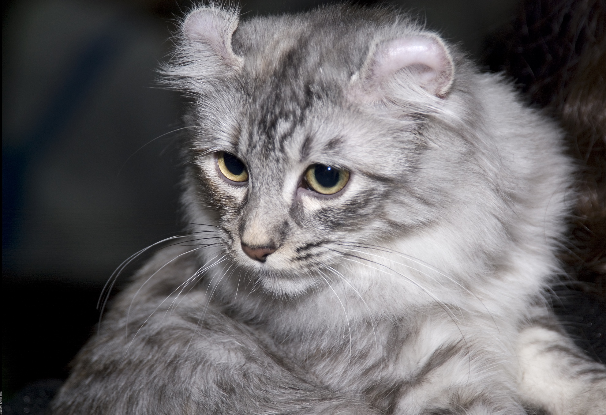 Grain-Free Cat Food: Benefits & Best Brands - Healthy pet eating quality food