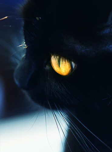 Grain-Free Cat Food: Benefits & Best Brands - Happy pet enjoying best products