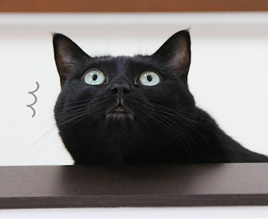Raw Cat Food Diet: Complete Safety Guide - Healthy pet eating quality food