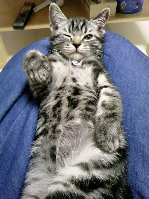 Raw Cat Food Diet: Complete Safety Guide - Happy pet enjoying best products