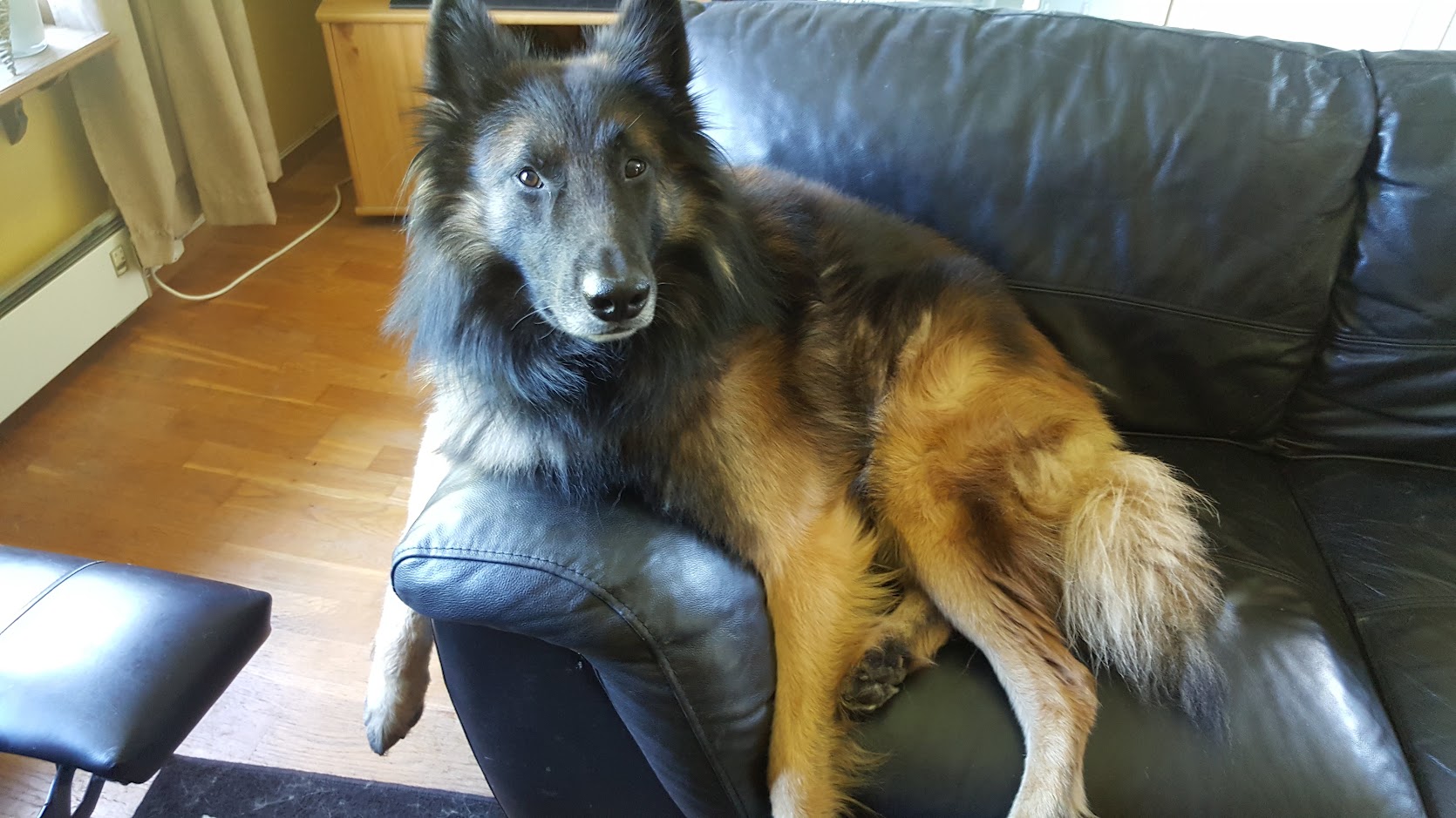 Best Hip & Joint Supplements for Dogs â€” Tested - Healthy pet eating quality food