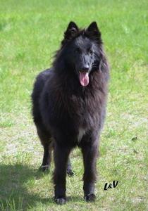 Best Hip & Joint Supplements for Dogs â€” Tested - Happy pet enjoying best products